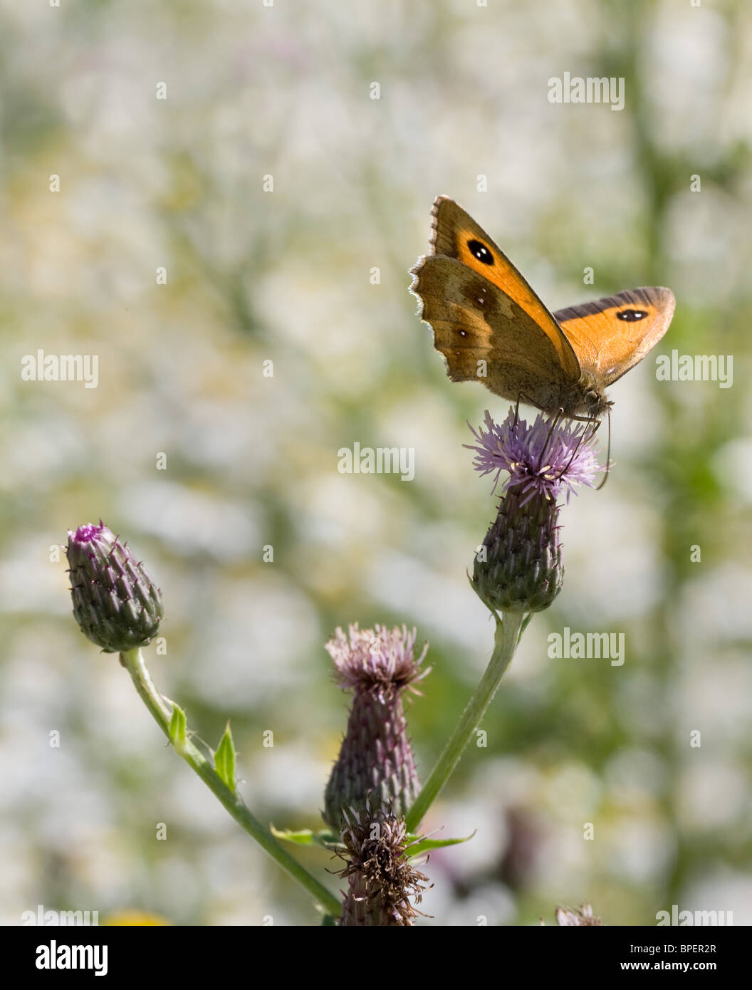 Gatekeeper Schmetterling Pyronia Tithonus Fütterung auf Blumen sah Würze Serratula tinctoria Stockfoto