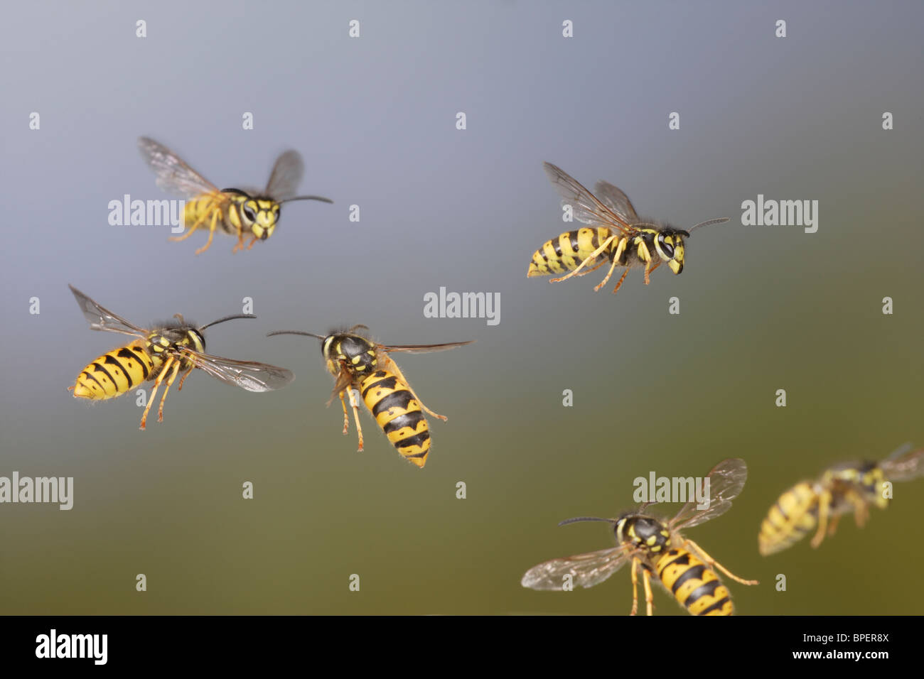 Gemeinsamen Wespen (Vespula Vulgaris) im Flug Stockfoto