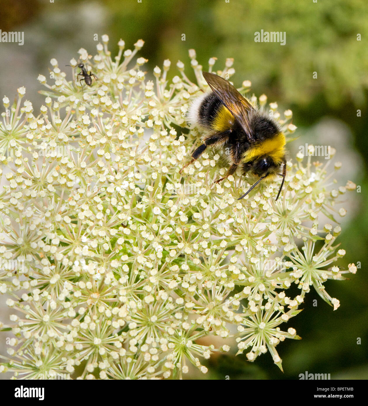 White-Tailed Bumblebee Bombus Lucorum Fütterung auf Wilde Möhre Stockfoto