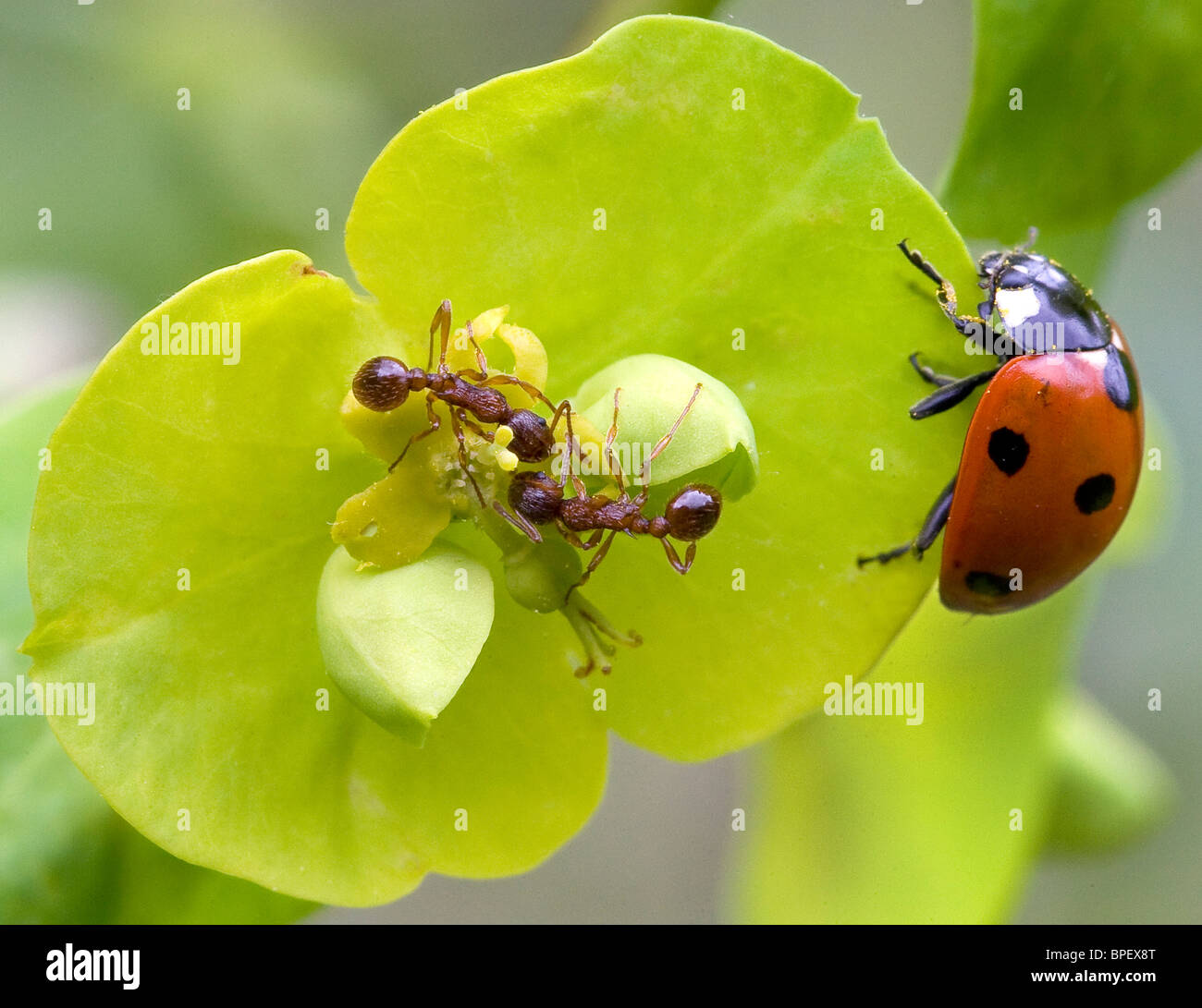 Zwei Arbeiterameisen treffen sich in einer Waldspurge-Blüte der Amygdaloides-Pflanze, während ein Marienkäfer mit sieben Flecken Coccinella 7 punctata in den Flügeln wartet - Kent UK Stockfoto