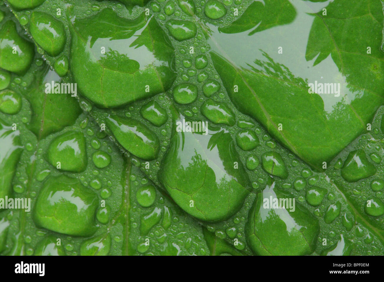 Wassertropfen. Estland Stockfoto