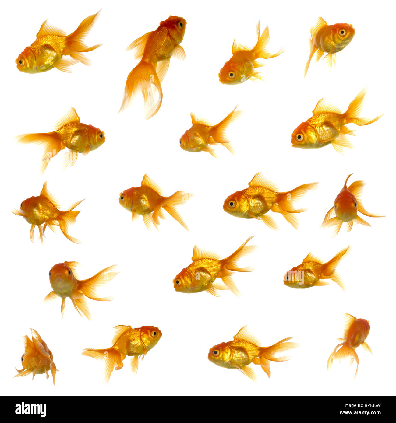 Sammlung von Goldfischen. Isoliert auf weißem Hintergrund. Viele  verschiedene Engel. Hinten, vorne, Profil Stockfotografie - Alamy