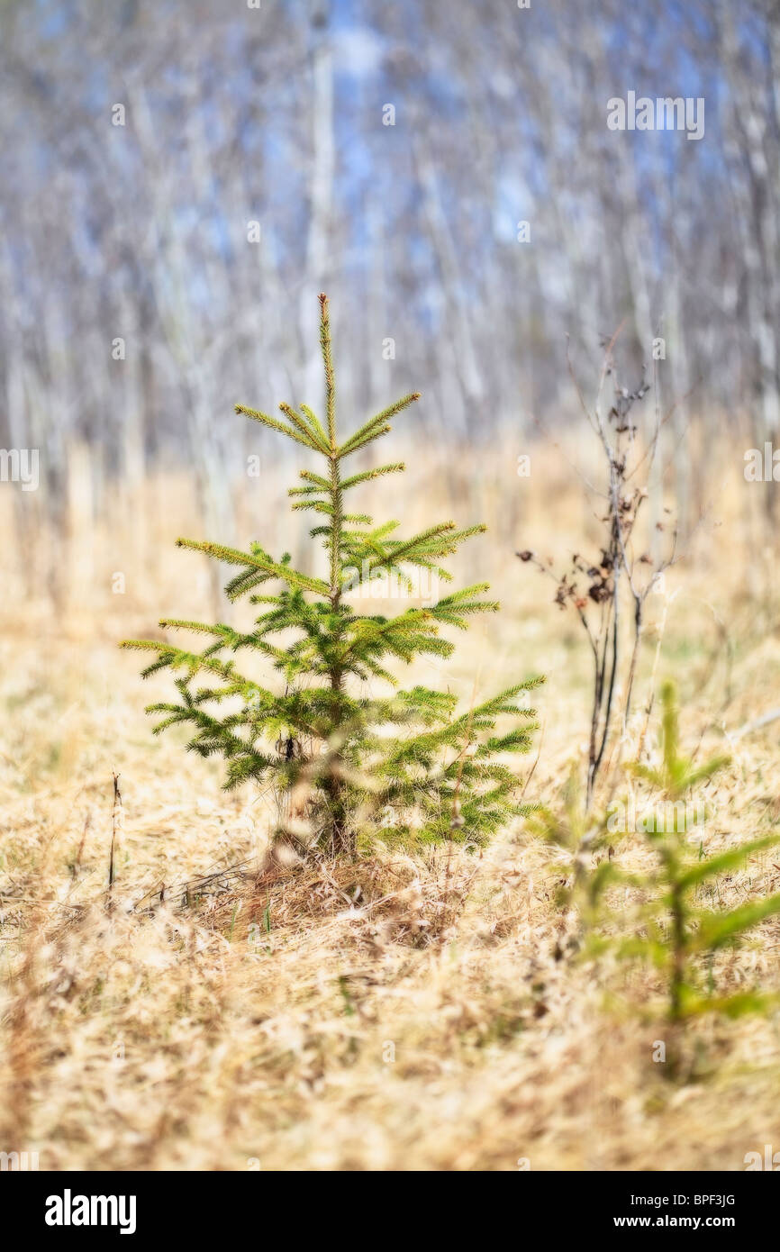 Fichte-Sämling, Vögel Hill Provincial Park, Manitoba, Kanada. Stockfoto
