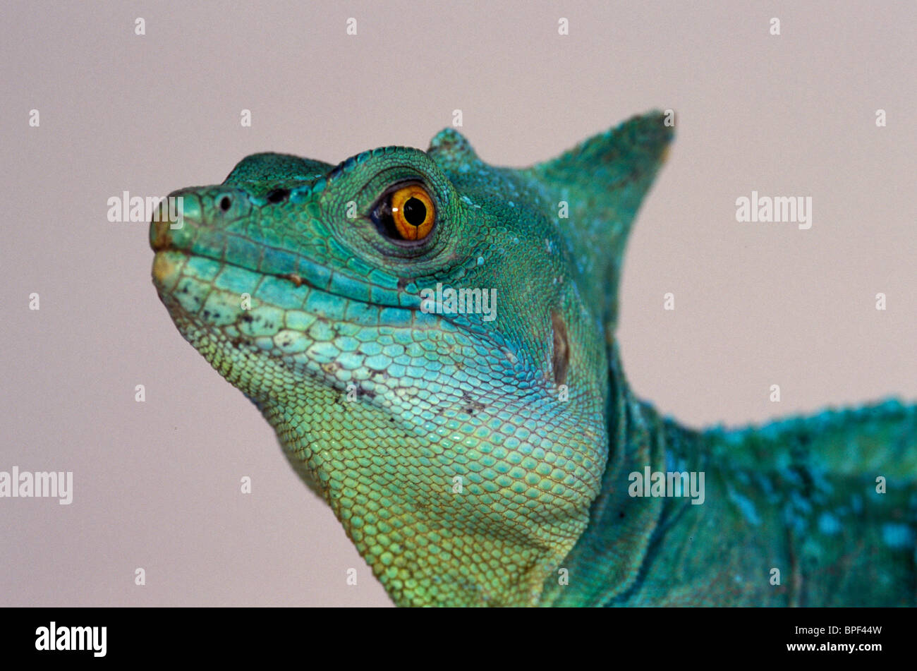 Green Basilisk (Basillicus Plumifrons Stockfotografie Alamy