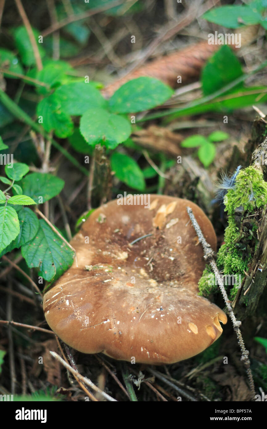 Pilz-Hintergrund Stockfoto