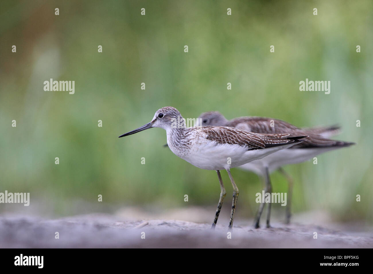 Gruppe von Grünschenkel (Tringa Nebularia). Stockfoto