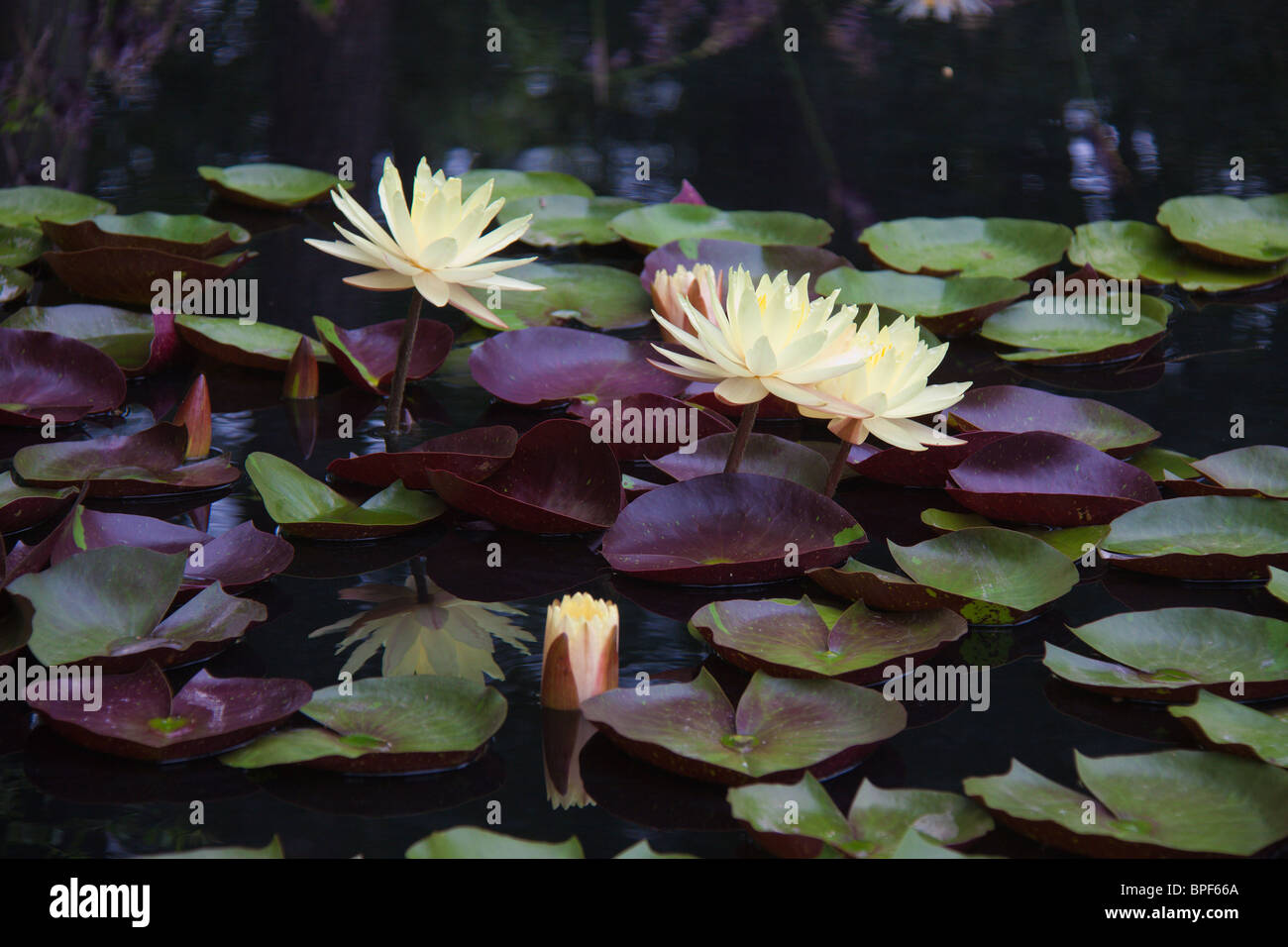 Gelbe Seerosen und lila Blätter, Duke Gardens, Durham NC Stockfoto