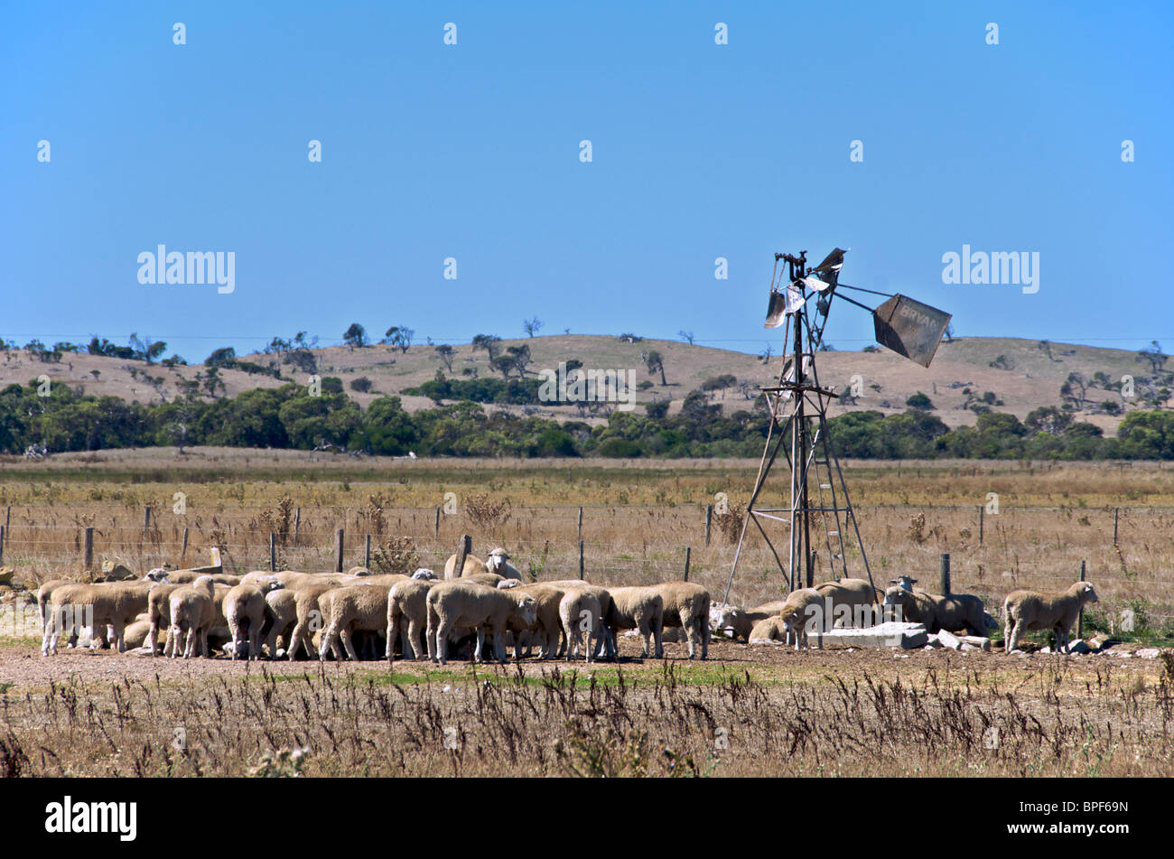 Schafe am Wasserloch Limestone Coast South Australia Stockfoto