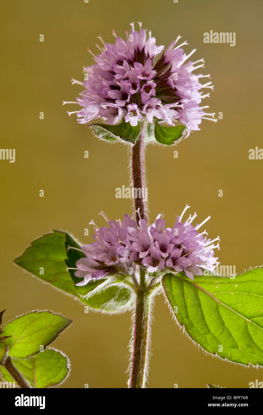 Wasser-Minze, Mentha Aquatica in Blüte, gegen das Licht; Dorset. Stockfoto