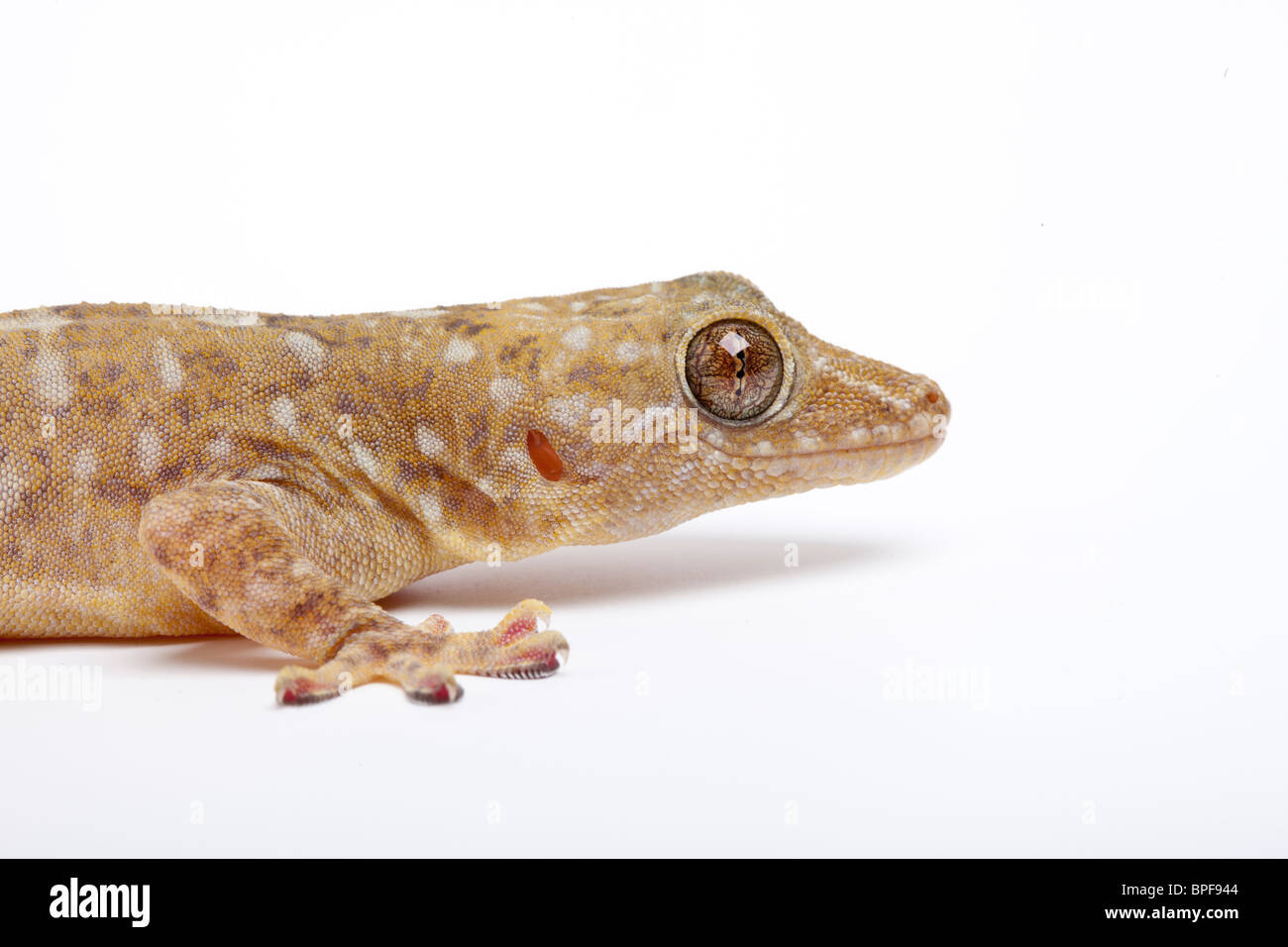 Marmorierte Gecko, Gekko grossmanni Stockfoto