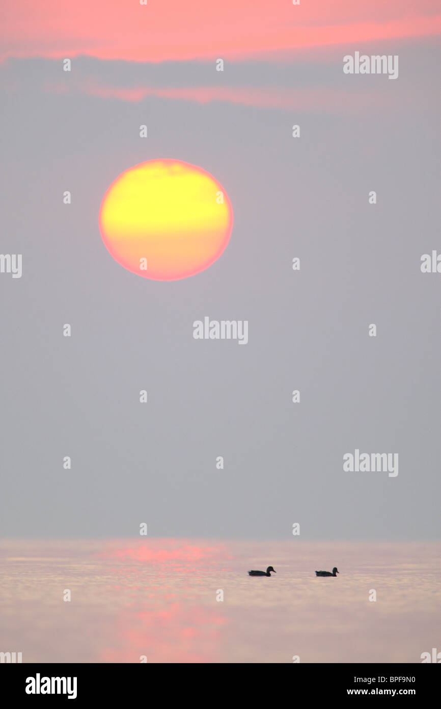 Sonnenuntergang an der Ostsee mit zwei Vögel. Stockfoto