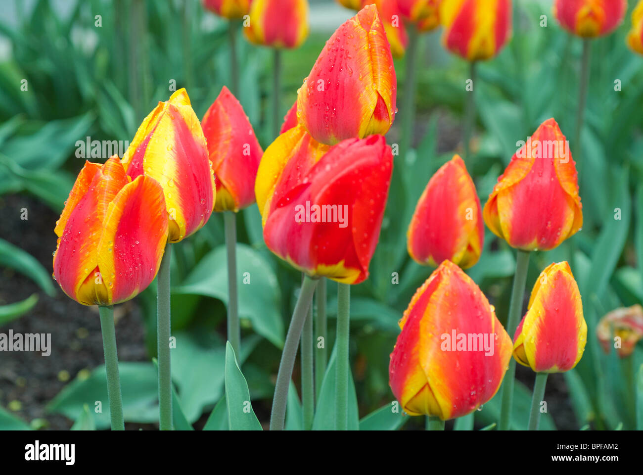 Tulpen in Niagara-on-the-Lake sind ein sicheres Zeichen für gutes Wetter zu kommen. Stockfoto