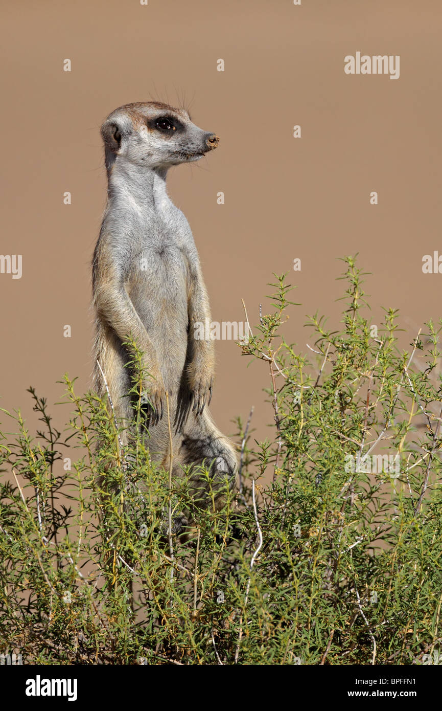 Alert Erdmännchen (Suricata Suricatta) stehend in Erwartung der Gefahr, Südafrika Stockfoto