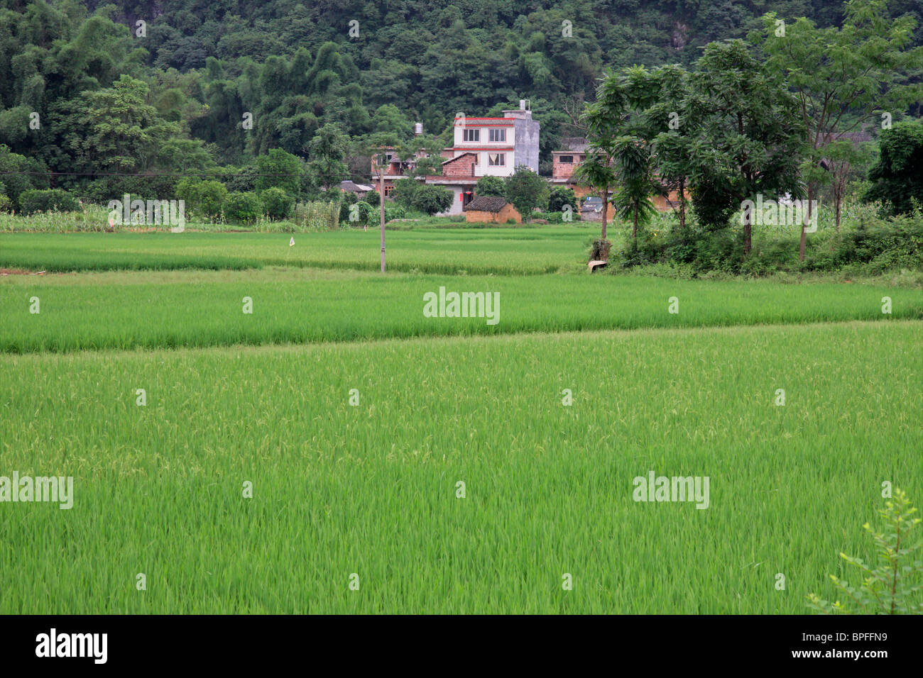 Chinesische Landschaft in der Nähe von Yangshuo mit üppigen grünen Reisfeldern Stockfoto
