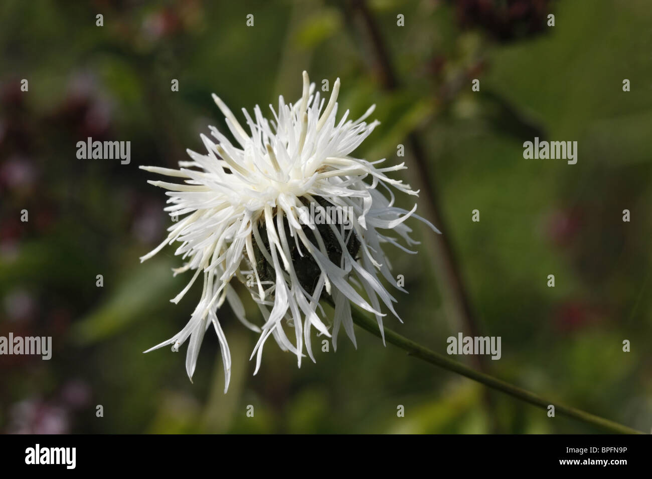 Whte größere Flockenblume Stockfoto
