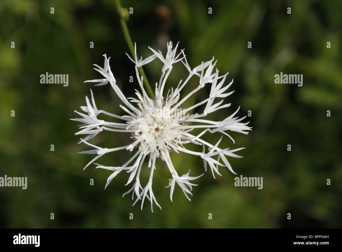 Whte größere Flockenblume Stockfoto