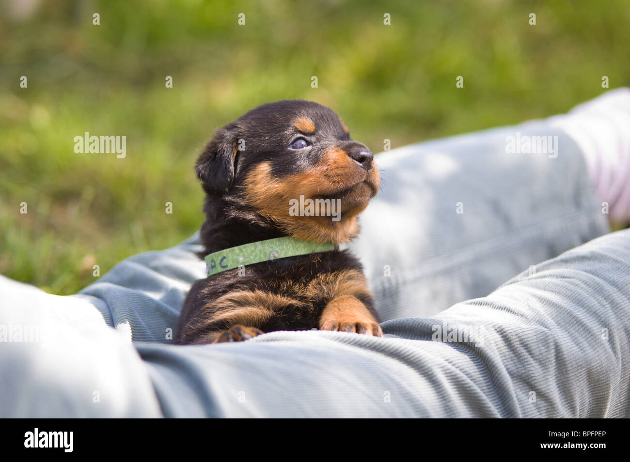 Rottweiler Welpen saß auf Besitzer Beine Stockfoto