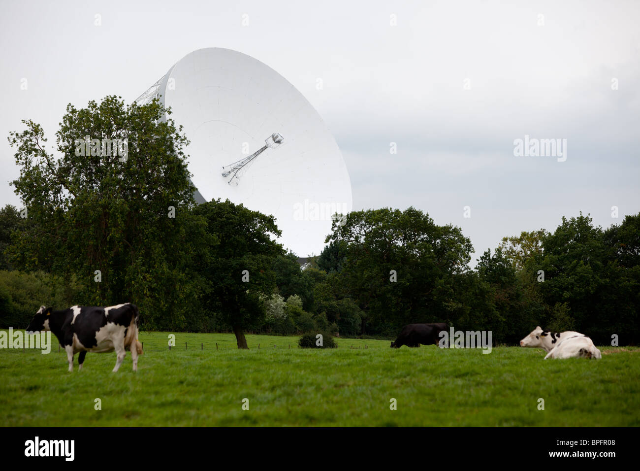 Jodrell Bank und Lovell-Radioteleskop in Cheshire mit ein paar Kühe im Vordergrund Stockfoto