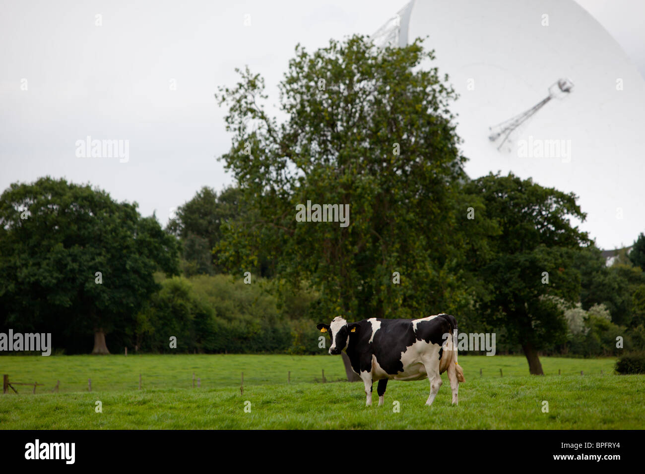 Jodrell Bank und Lovell-Radioteleskop in Cheshire mit ein paar Kühe im Vordergrund Stockfoto