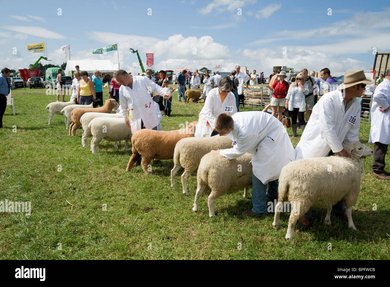 Schafe bei der Totnes beurteilt wird zeigen, in Devon, Großbritannien Stockfoto