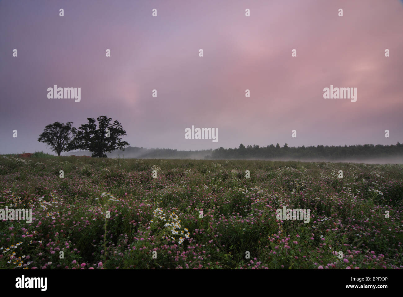 Nebligen Morgen mit schönen Blumenwiese, Estland Stockfoto