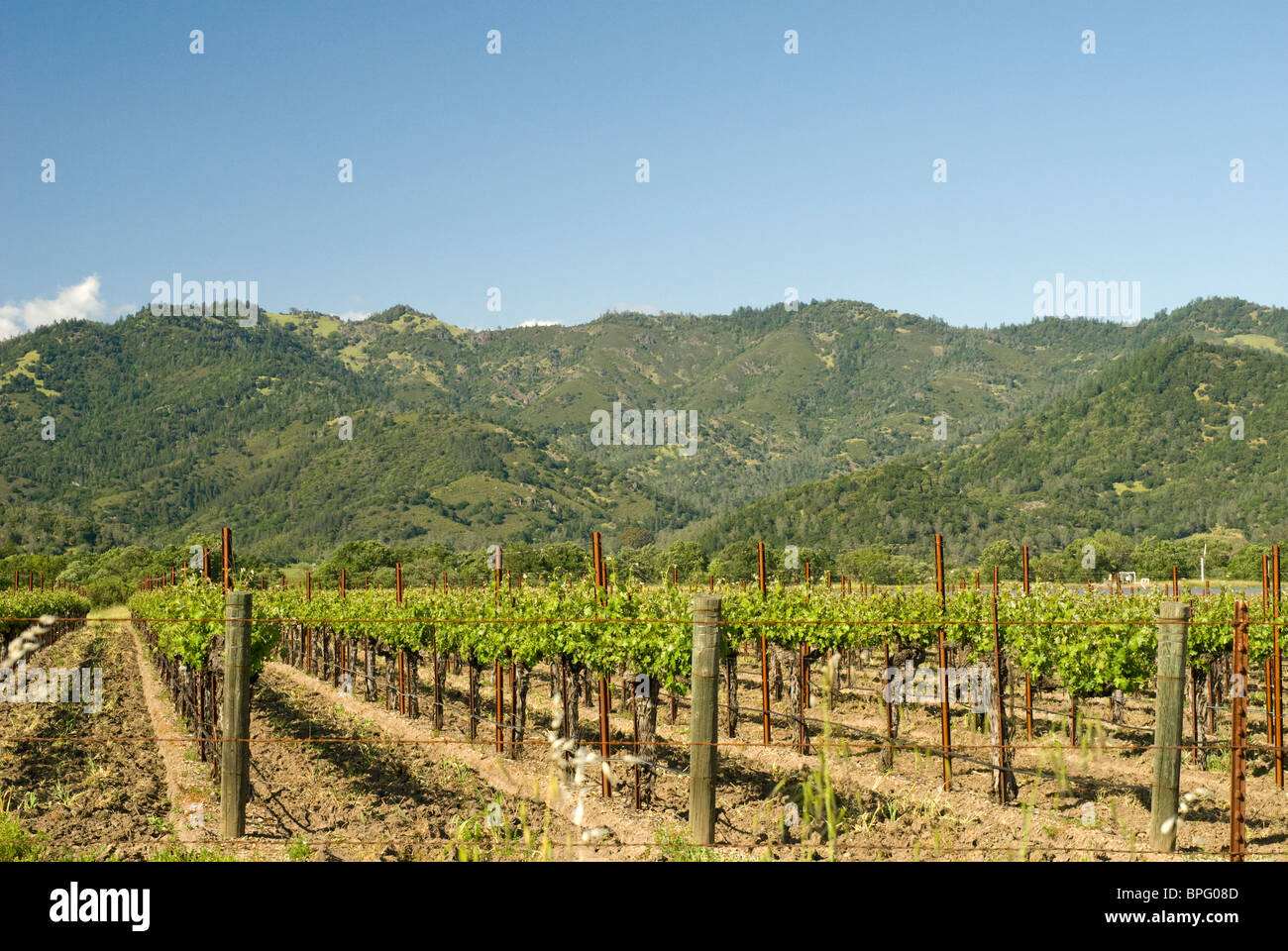 Weinherstellung im kalifornischen Napa Valley region Stockfoto