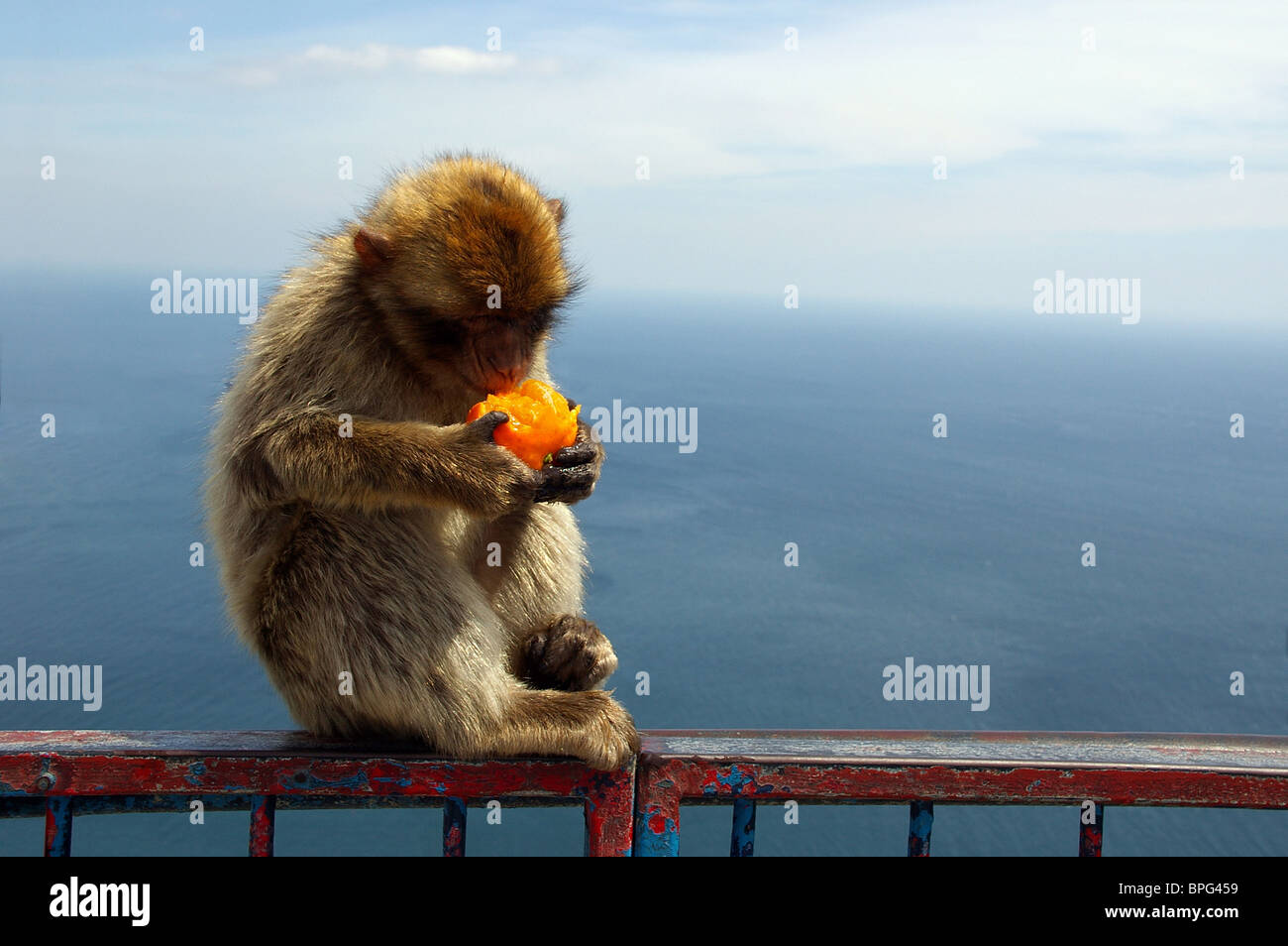 Affen essen Orange (Gibraltar apes - nur wild lebenden Affen in Europa) Stockfoto