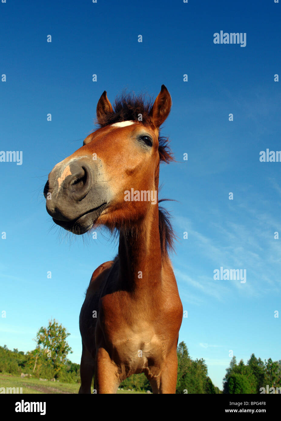 atemberaubende Pferd mit etwas Wald und Himmel Hintergrund Stockfoto