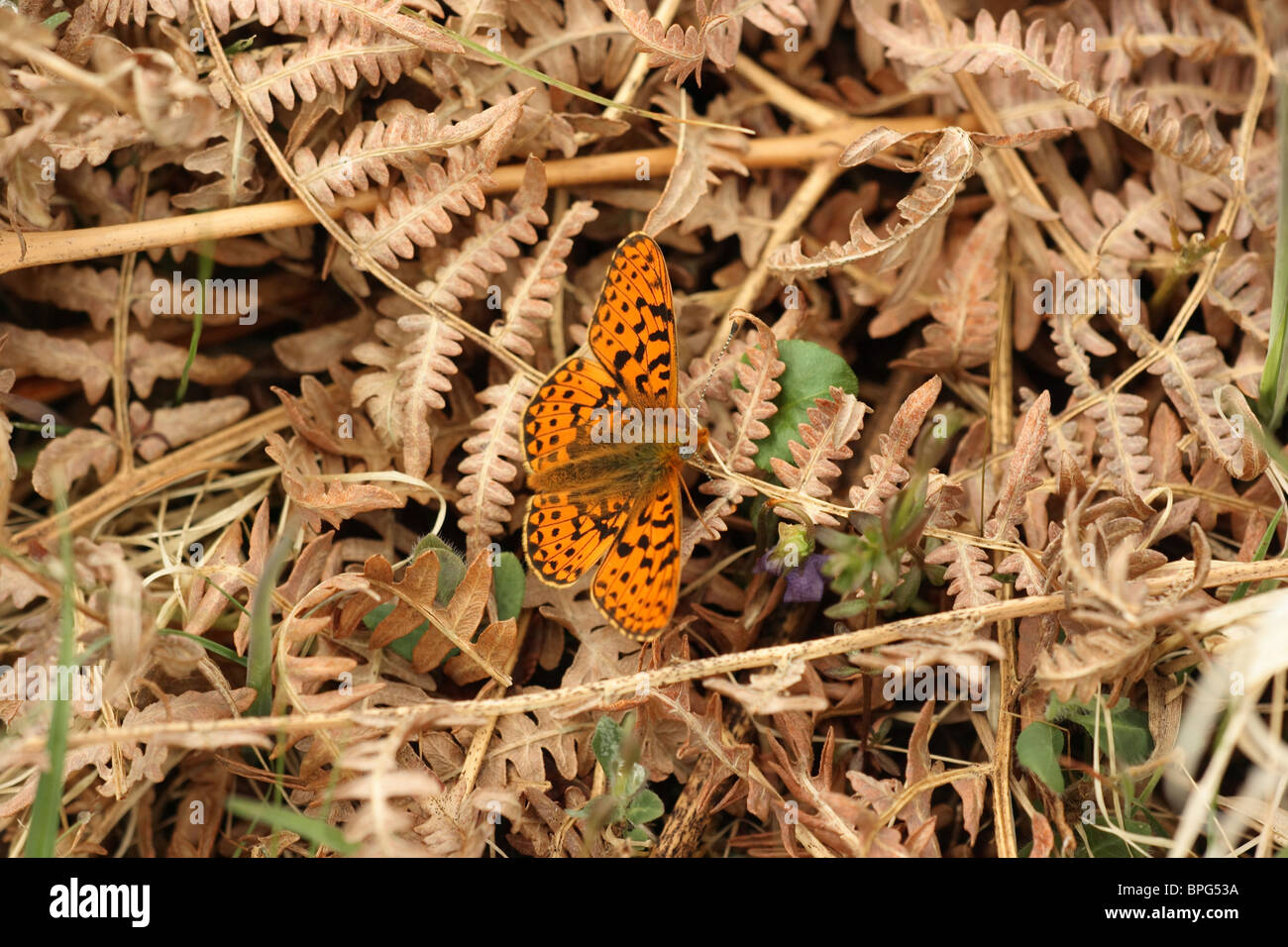 Pearl grenzt Fritillary im Lebensraum Stockfoto