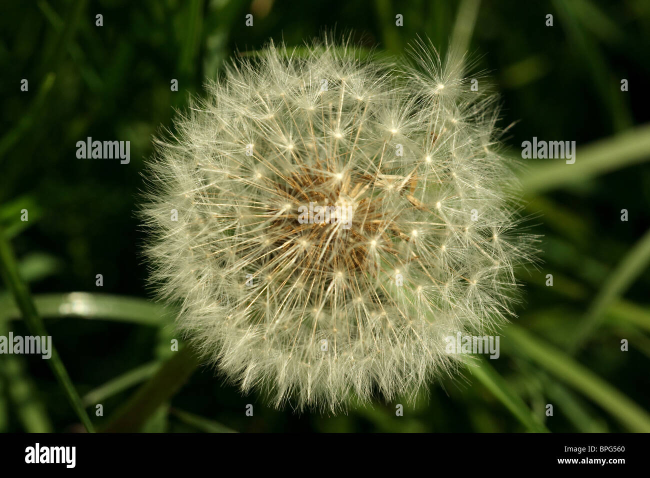 Löwenzahn uk Fotos und Bildmaterial in hoher Auflösung Alamy