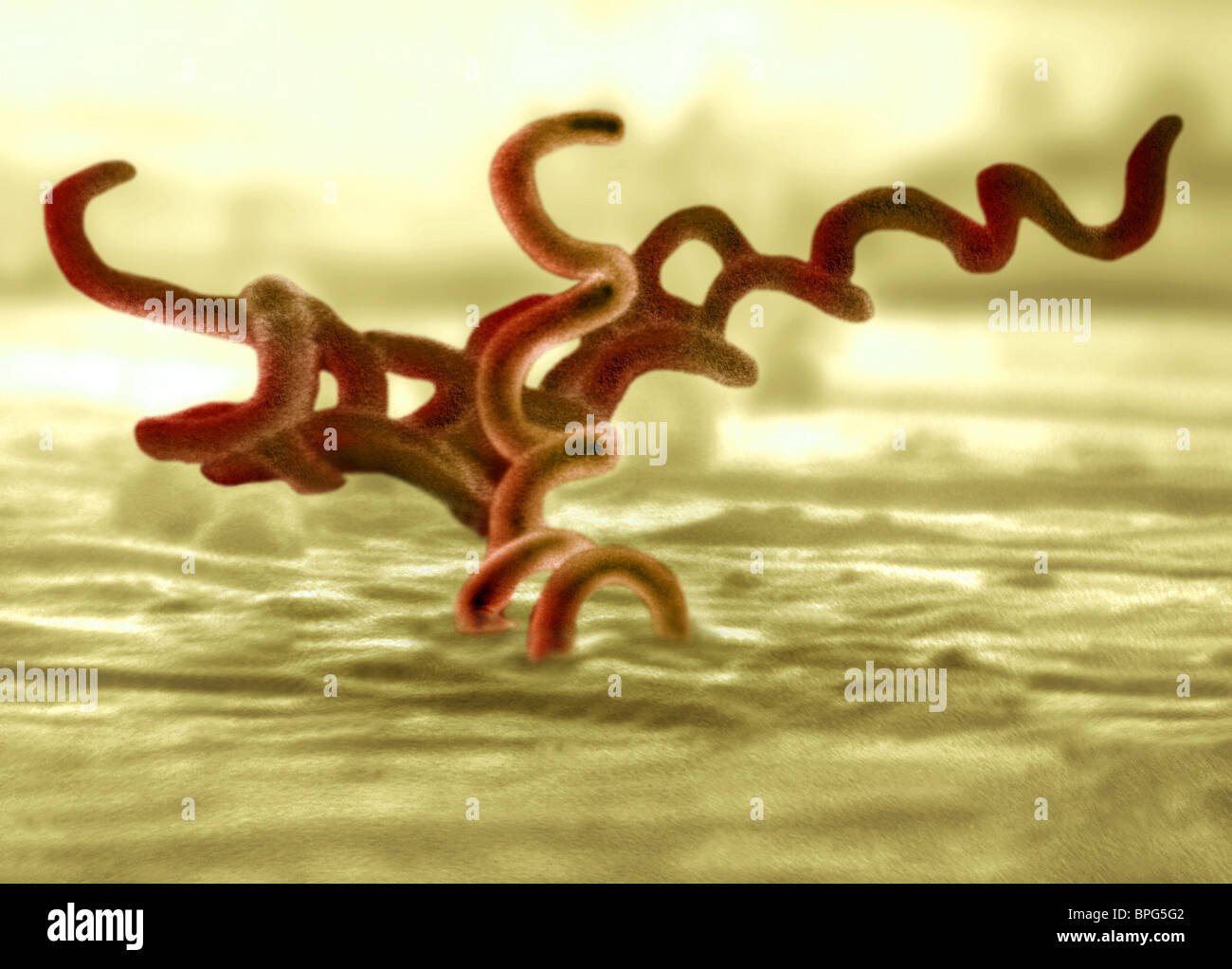Eine Transmission Electron Schliffbild von Treponema Troponema, dem Erreger der Syphilis. Stockfoto