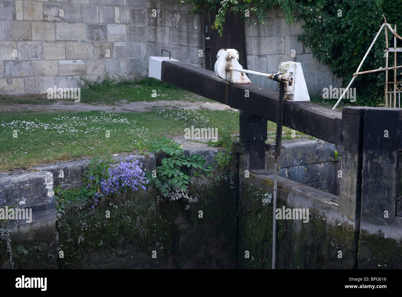 Pflanzen wachsen in der Nähe von Schleusen Schleuse 11 Kennet und Avon Kanal Bath, Bath Spa Somerset UK Stockfoto