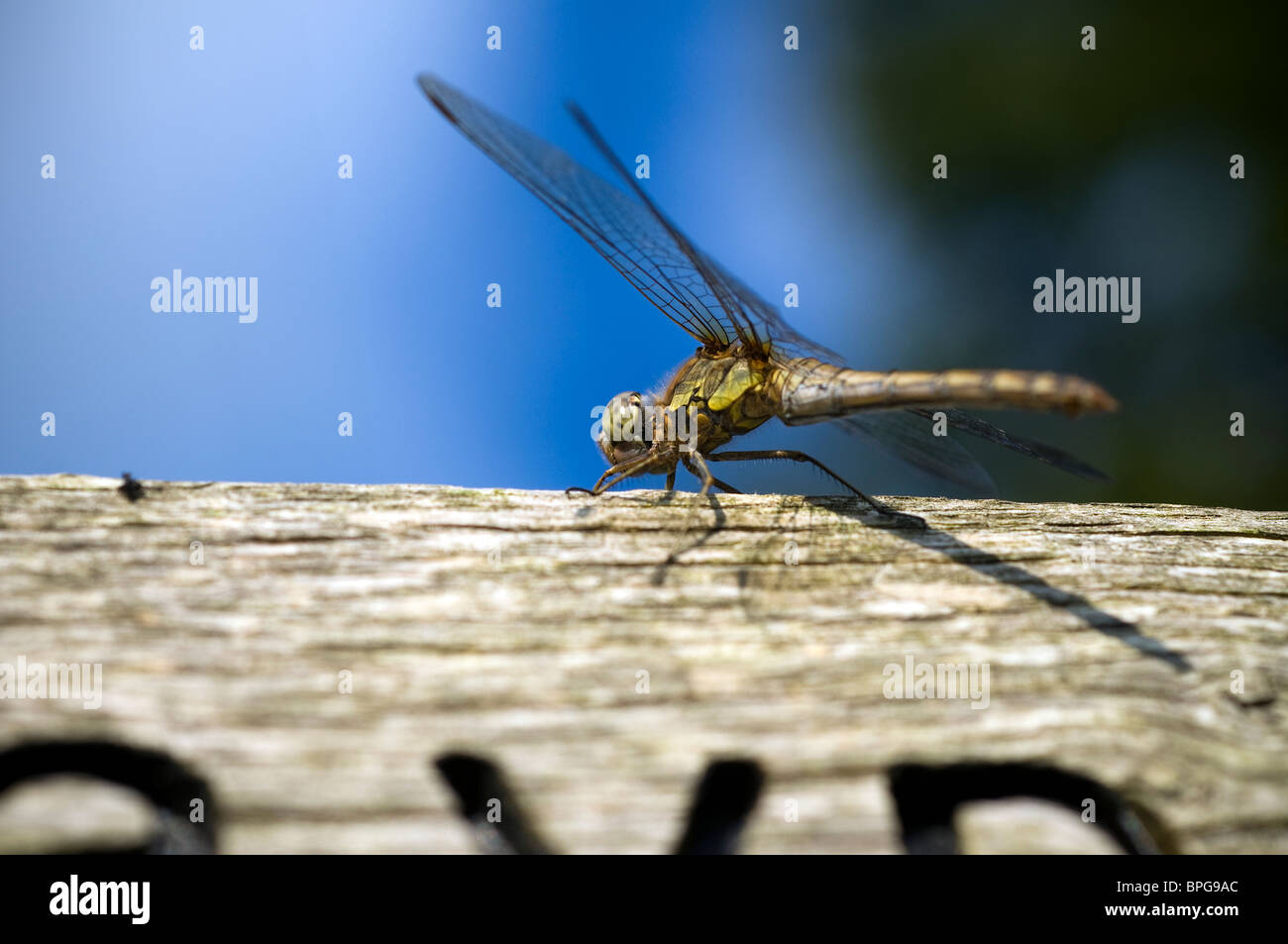 Eine Libelle, ein Insekt, gehören der Ordnung Odonata, Unterordnung Epiprocta oder im engeren Sinne, der Teilordnung Anisopte Stockfoto