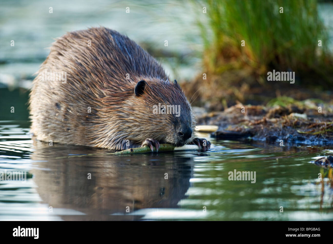 Eine Nahaufnahme Bild eines Bibers Essen Rinde von einer Espenbaum Verzweigung. Stockfoto