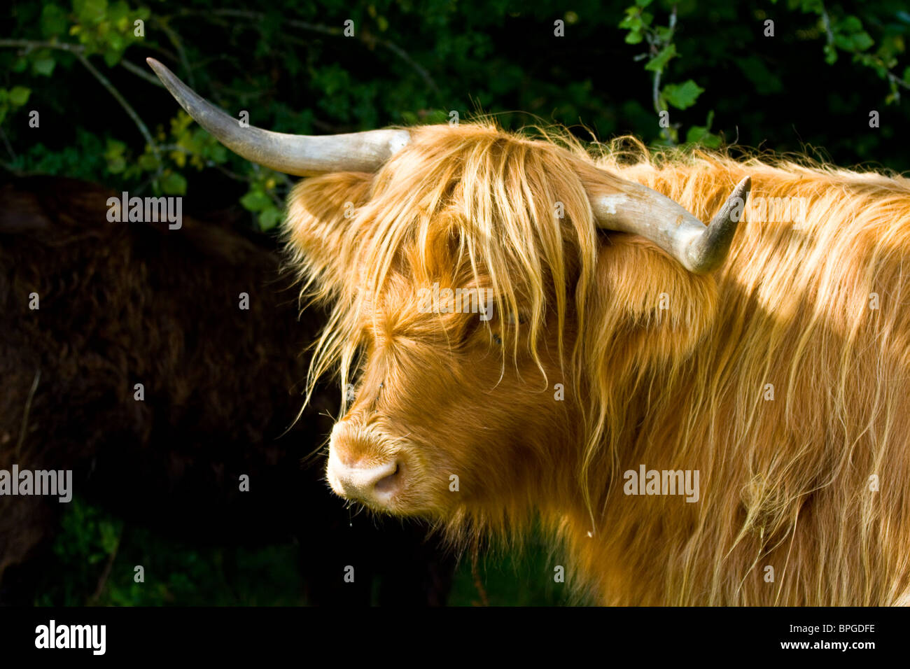 Kopfporträt von Highland lange Hornvieh Stockfoto