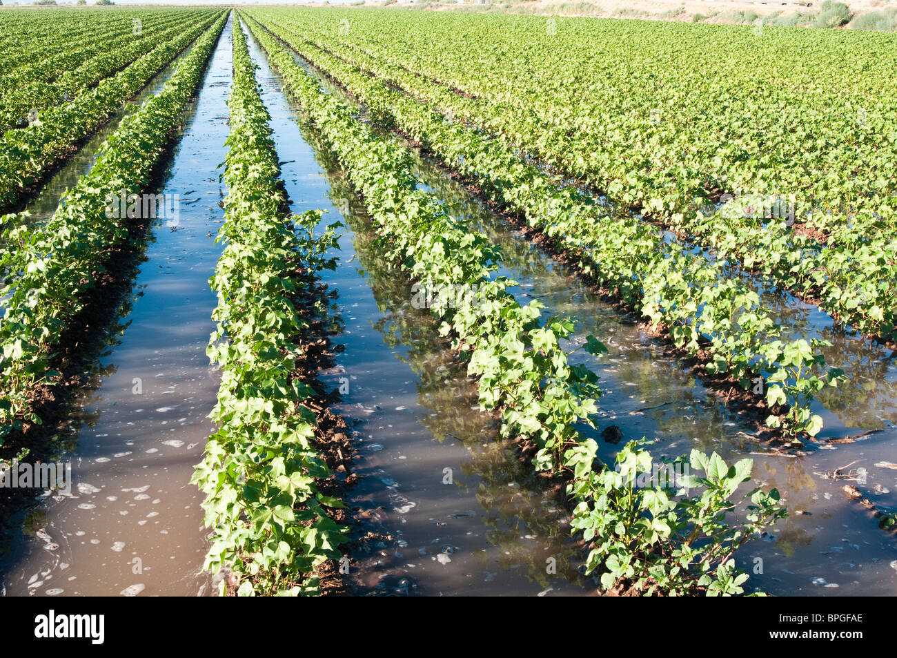 Ein Baumwollfeld ist überflutet, die jungen Pflanzen zu bewässern. Stockfoto