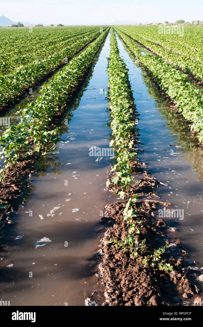 Ein Baumwollfeld ist überflutet, die jungen Pflanzen zu bewässern. Stockfoto