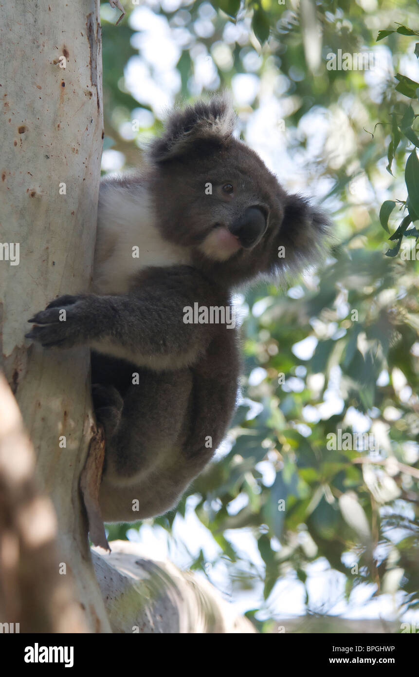 Koala im Baum Kennett River Victoria Australia Stockfoto
