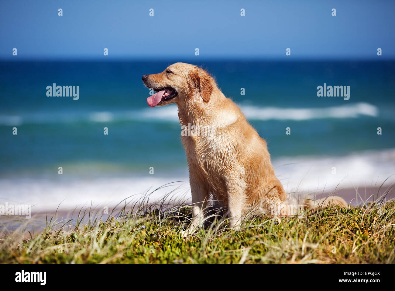 Golden Retriever sitzen und beobachten am Strand Stockfoto