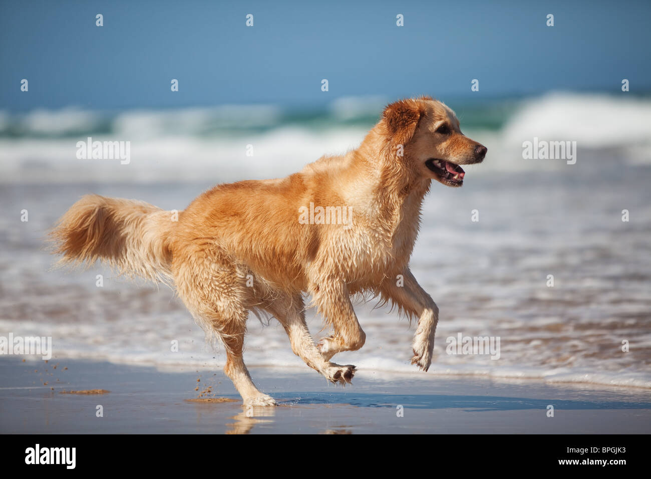 Fokussierte junge golden Retriever laufen am Strand Stockfoto