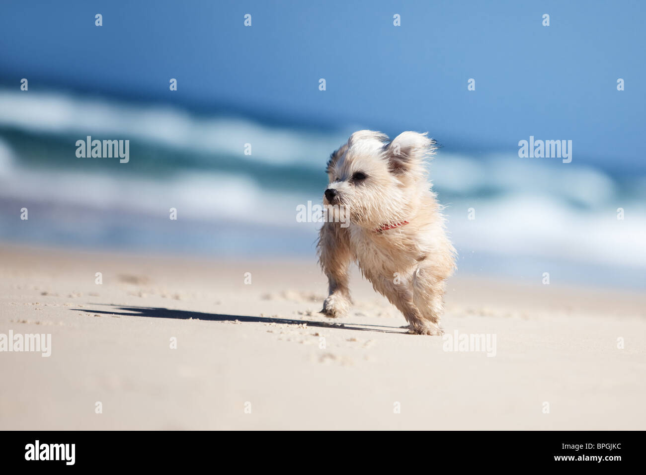 Kleine süße Hund läuft an einem weißen Sandstrand Stockfoto