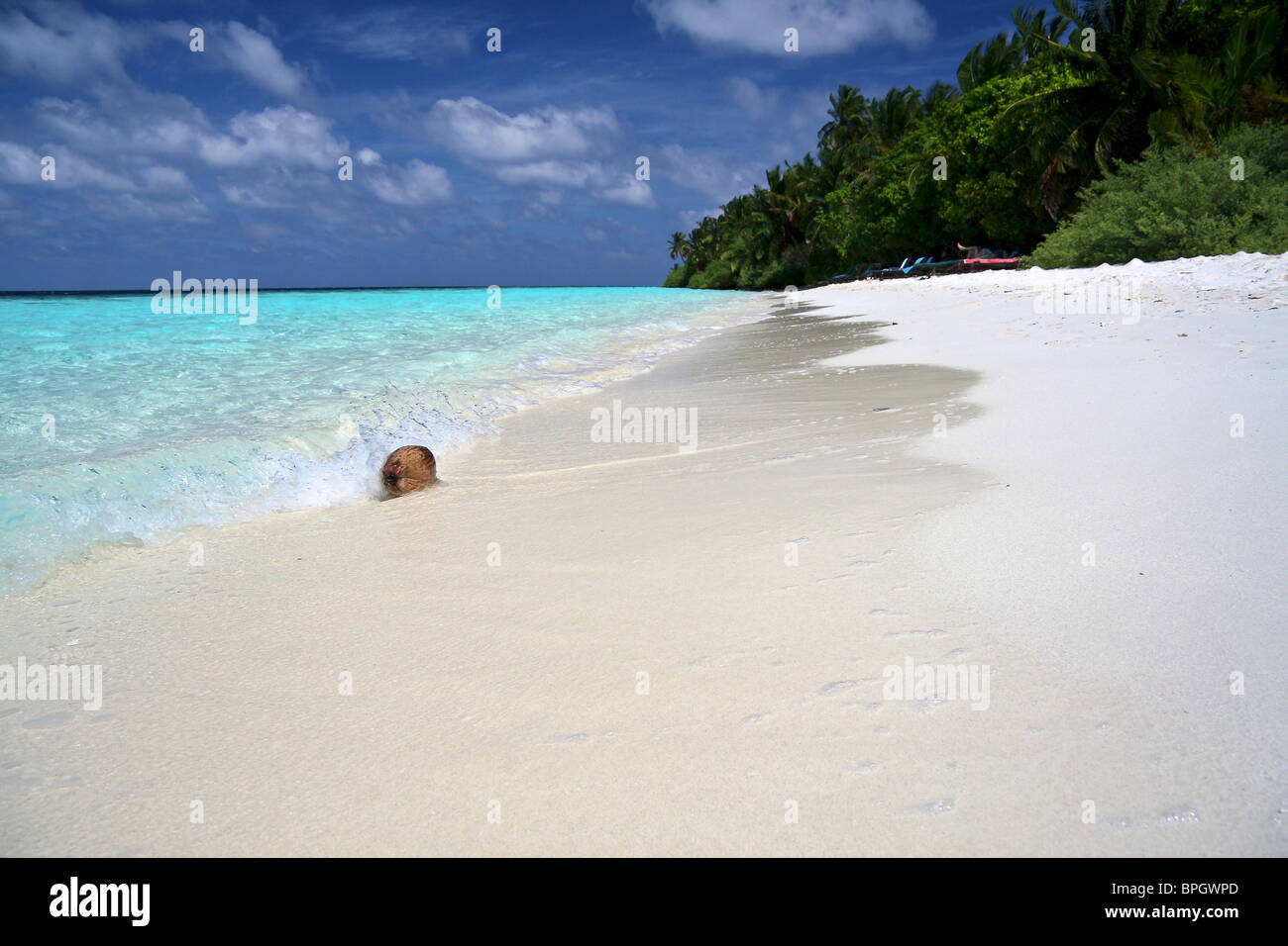 Eine Kokosnuss, um im Wasser schwimmen. Auf Vilamendhoo, Malediven Stockfoto