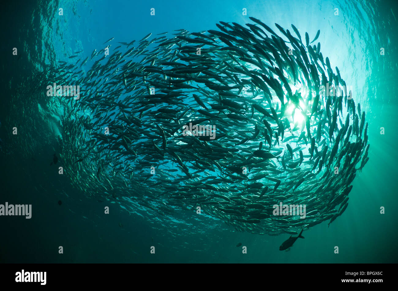 Schule von Makrelen oder Bigeye Makrelen über das Wrack der USAT