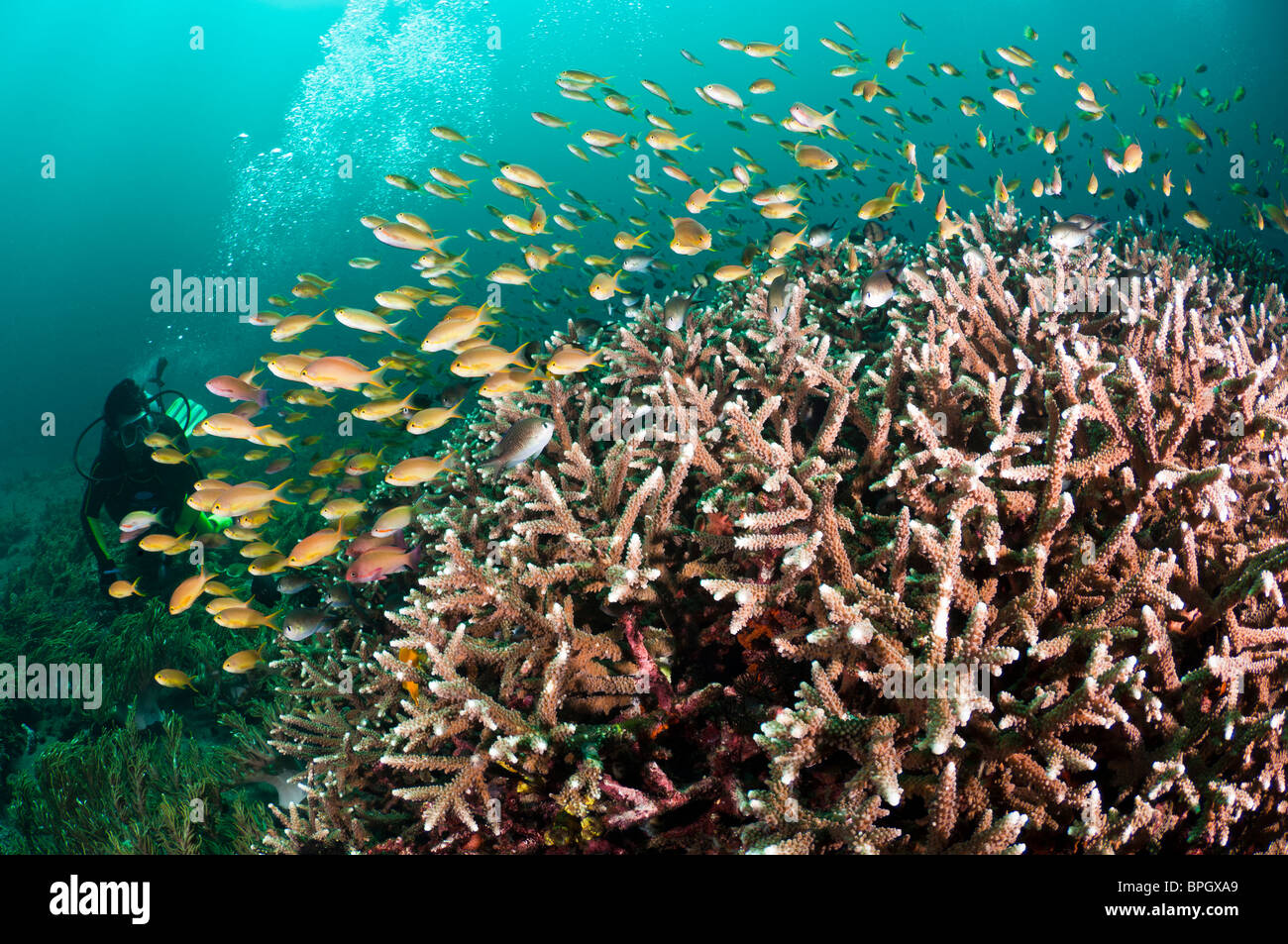 Ein Taucher Schwimmen von gesunden Korallenriff, Amed, Gili Selang, Bali, Indonesien. Stockfoto