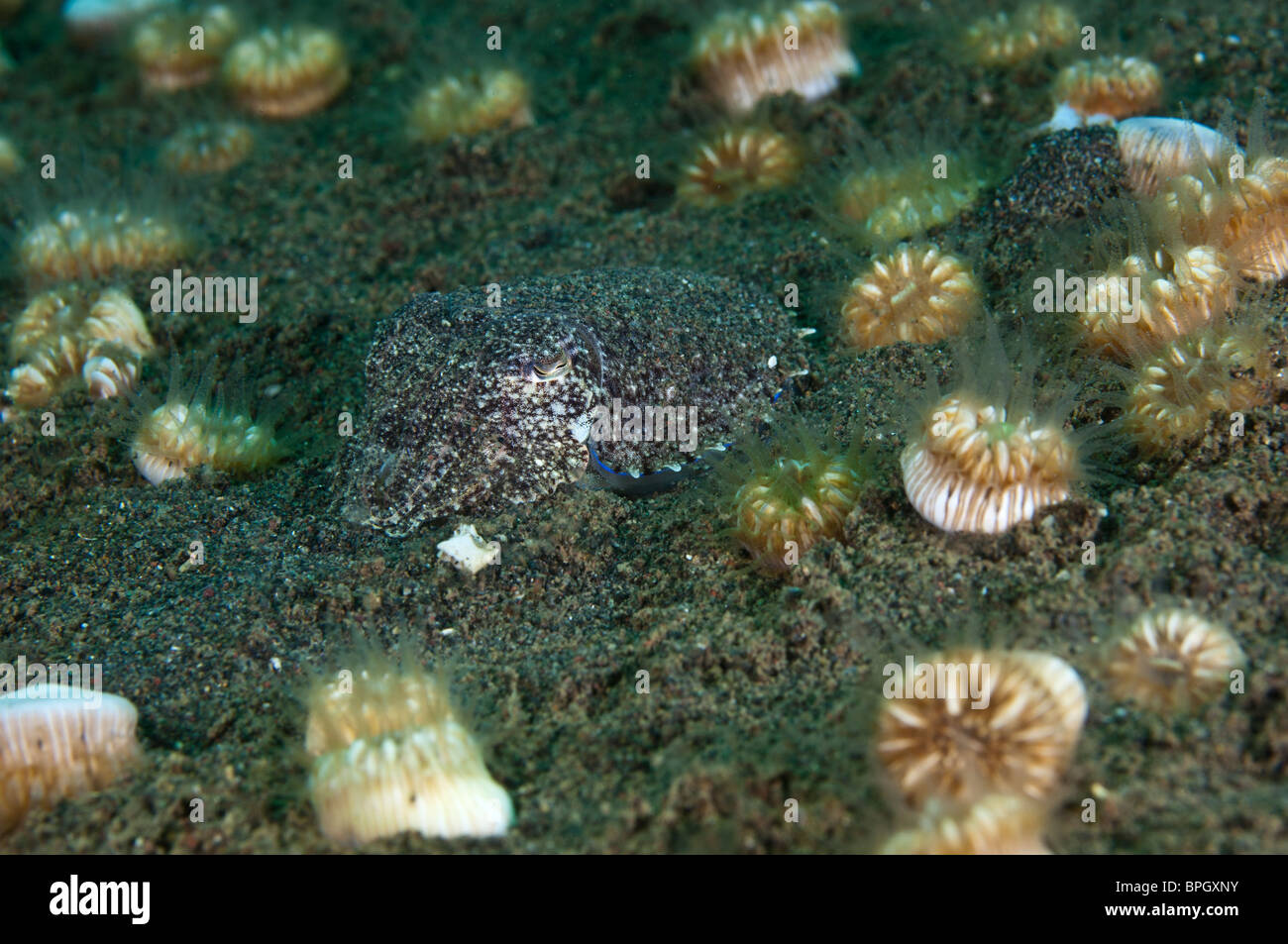 Eine kleine Papua Tintenfisch versteckt unter Tasse Korallen, Puri Jati, Bali, Indonesien. Stockfoto