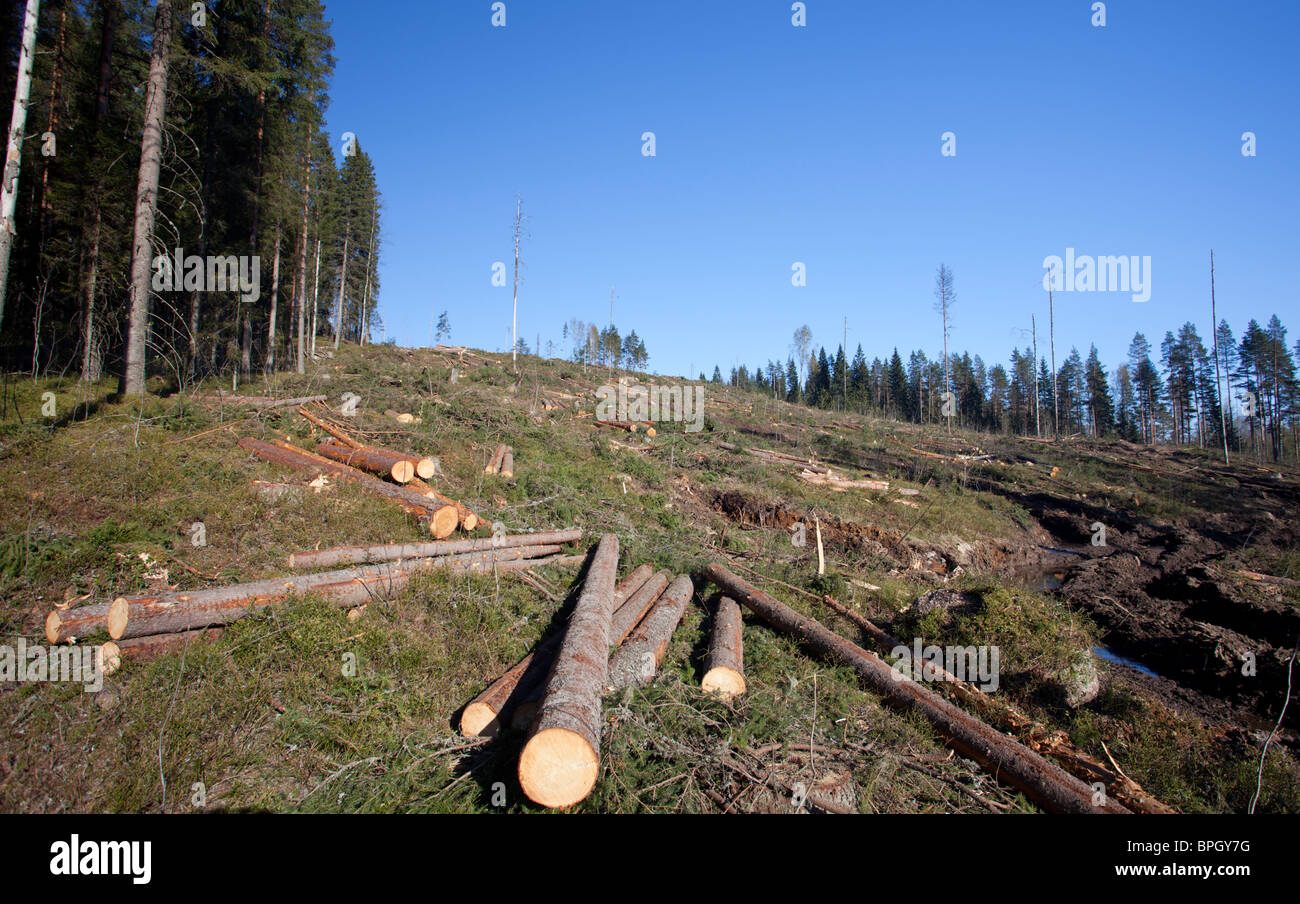 Fichtenstämme auf finnischem klarem Schnittgebiet im Taiga-Wald, Finnland Stockfoto