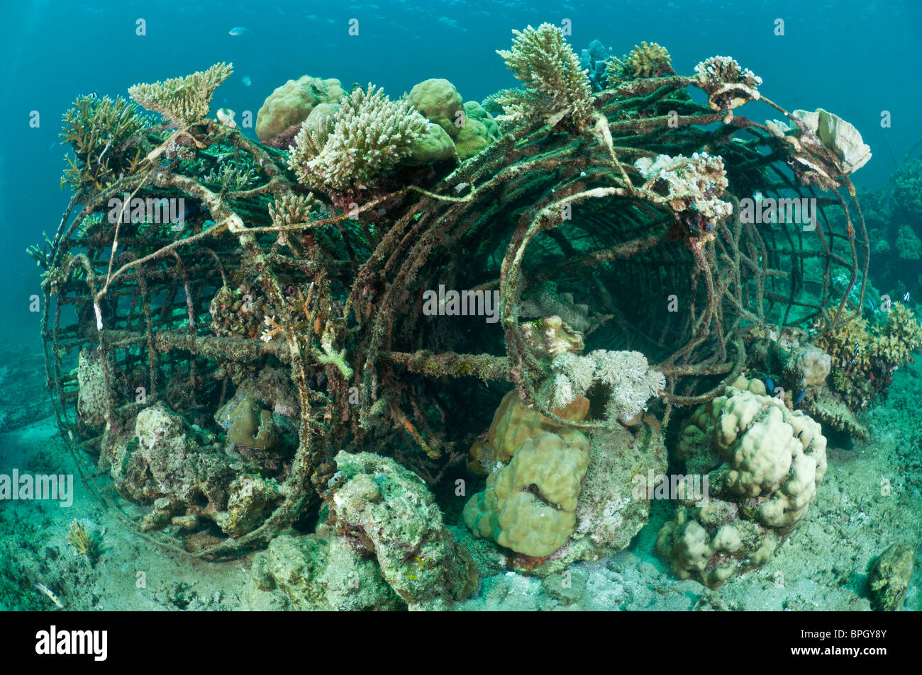 Gesunde Hartkorallen wachsen auf einem Biorock Riff Restaurierung Struktur, Pemuteran, Bali Indonesien. Stockfoto