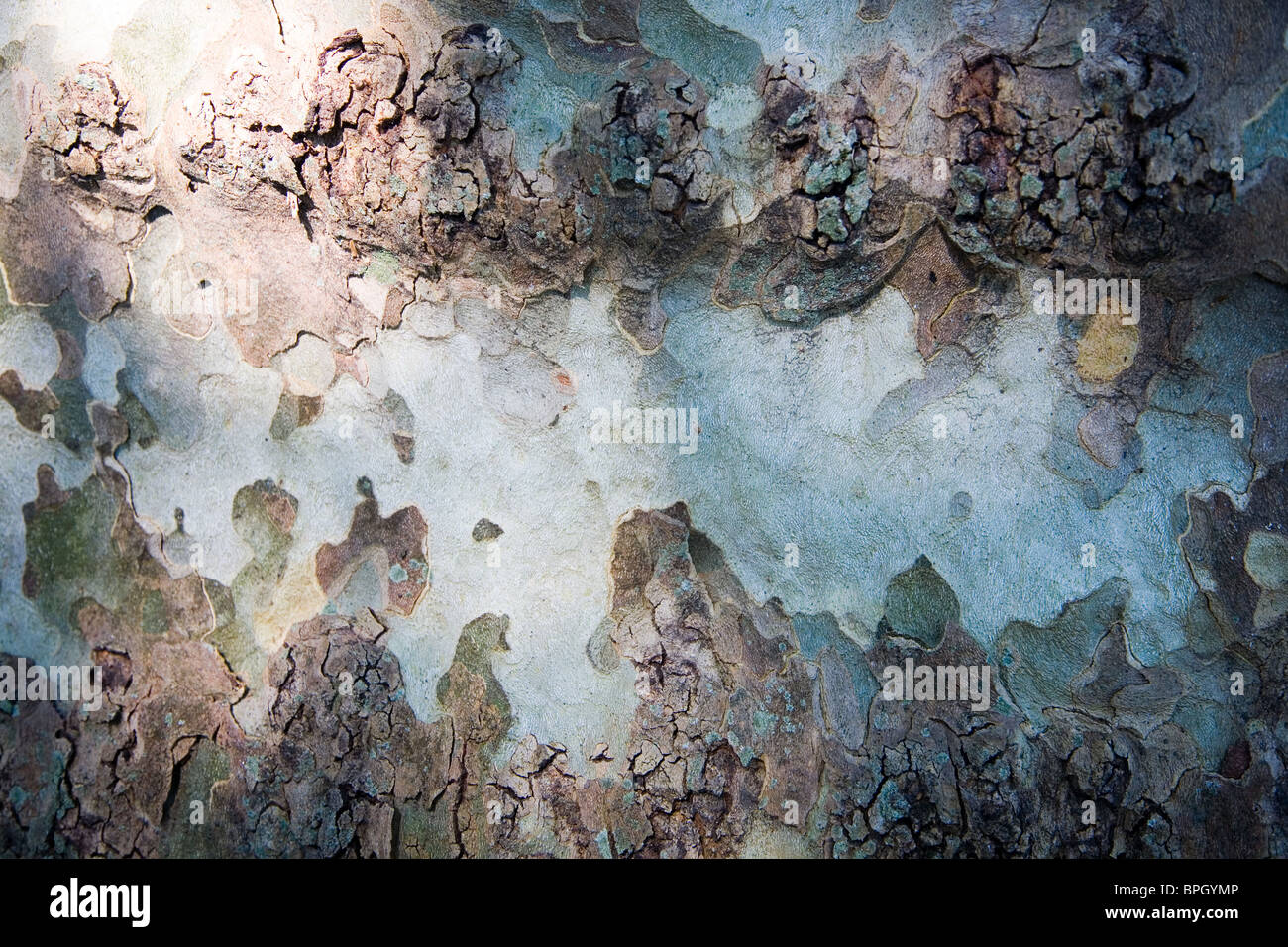 Abstrakte Muster der Rinde einer Platane Stockfoto