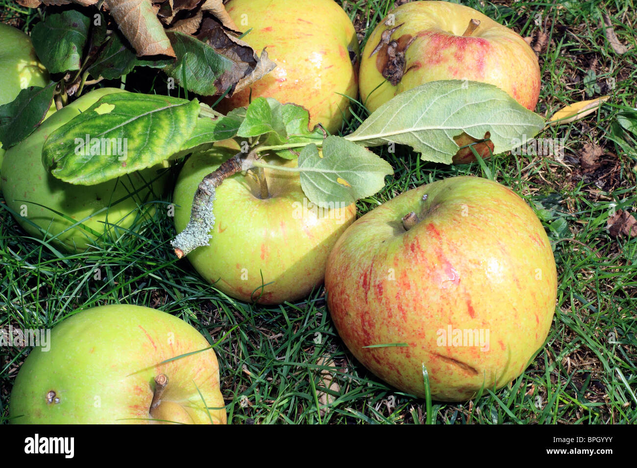 Windfall Äpfel auf dem Rasen im Garten, Epsom Surrey England UK. Stockfoto