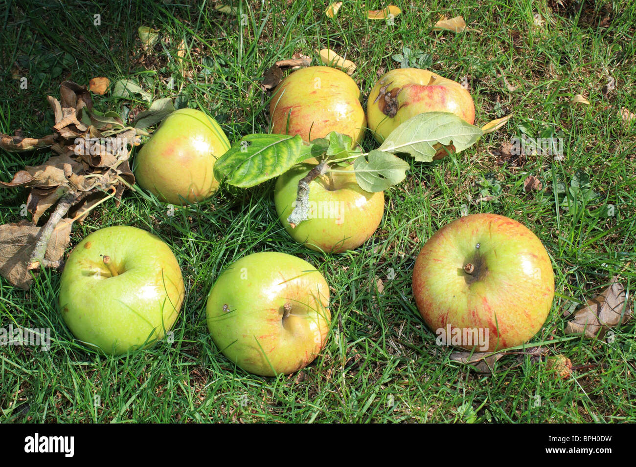 Windfall Äpfel auf dem Rasen im Garten, Epsom Surrey England UK. Stockfoto